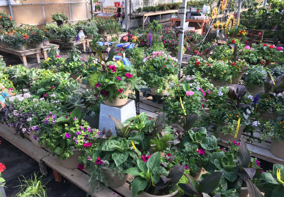 to Alton Greenhouse & Garden Centre Alton Greenhouses